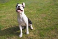 Boston Terrier puppy sitting on grass outside looking up smiling Royalty Free Stock Photo