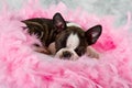 Boston terrier puppy sleep