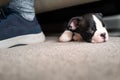 Boston Terrier puppy sleeping under a sofa. The foot of a man can be seen next to her. She is very small and cute Royalty Free Stock Photo