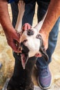 Boston Terrier puppy smiling and happy to meet or welcome her owner. Her paws are on his legs and his hands are holding her. He is