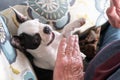 A Boston Terrier puppy smiling at her owner who is playing with her. Her paws are up to meet his senior hands Royalty Free Stock Photo