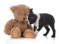 boston terrier puppy Royalty Free Stock Photo