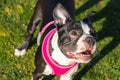 Boston Terrier puppy in the sunshine wearing a pink harness. Standing on grass looking smiling Royalty Free Stock Photo