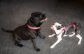 A Boston Terrier puppy wearing a harness playing with a Staffordshire Bull Terrier dog. Royalty Free Stock Photo