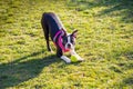 Boston Terrier puppy wearing a pink harness in a playful bow, like a down dog yoga pose, with a ball at her front paws Royalty Free Stock Photo