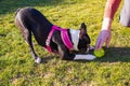 Boston Terrier puppy wearing a pink harness in a playful bow, looking intently, focused on a ball at her front paws Royalty Free Stock Photo