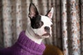 Boston Terrier puppy wearing a purple wool jumper. The dog is staring out of a window there are curtains behind her