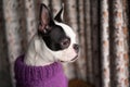 Boston Terrier puppy wearing a purple wool jumper. The dog is staring out of a window there are curtains behind her.