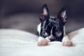 Boston Terrier Puppy