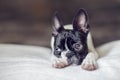 Boston Terrier Puppy