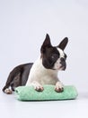 boston terrier put his paws on a towel. Dog grooming. Pet beauty salon Royalty Free Stock Photo