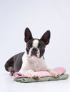 boston terrier put his paws on a towel. Dog grooming. Pet beauty salon Royalty Free Stock Photo