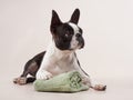 boston terrier put his paws on a towel. Dog grooming. Pet beauty salon Royalty Free Stock Photo