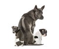 Boston terrier, Rhodesian ridgeback, Italian Greyhound puppy Royalty Free Stock Photo