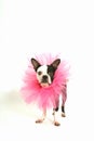 Boston terrier with ruffle Royalty Free Stock Photo