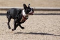 Boston Terrier running Royalty Free Stock Photo