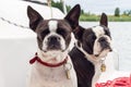 Boston terrier on a sailboat. Royalty Free Stock Photo