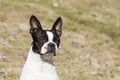 The Boston Terrier stands beautifully and is waiting for some fun Royalty Free Stock Photo