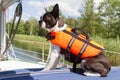 Boston Terrier is sitting in a life vest