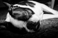 Boston Terrier Dog Sleeping