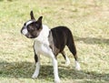 Boston terrier