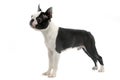 Boston Terrier standard in white photo studio Royalty Free Stock Photo