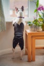 Boston Terrier standing on her back legs looking out of a window with her ears up. She is next to a table with orchids on