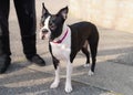 Boston Terrier standing next to a person whose legs are visible. The dog is wearing a pink collar