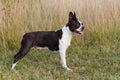 A Boston Terrier stands sideways to the photographer on the grass Royalty Free Stock Photo