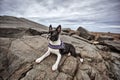 Boston Terrier at the stony Beach in Brittany France in Summer Royalty Free Stock Photo