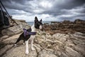 Boston Terrier at the stony Beach in Brittany France in Summer Royalty Free Stock Photo