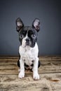 Boston Terrier Studio Portrait Royalty Free Stock Photo