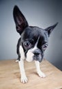 Boston Terrier Studio Portrait