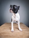 Boston Terrier Studio Portrait