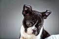 Boston Terrier Studio Portrait