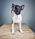 Boston Terrier Studio Portrait