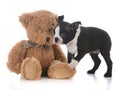 boston terrier with stuffed teddy bear Royalty Free Stock Photo