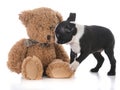 boston terrier with stuffed teddy bear Royalty Free Stock Photo