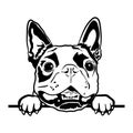 Boston Terrier Svg, Cute Svg Files For Cricut