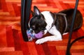 Boston Terrier sweet dog breed is playing and enjoys with his favorite toy, violet ball for dogs on floor, red carpet at house. Royalty Free Stock Photo