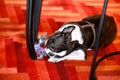 Boston Terrier sweet dog breed is playing and enjoys with his favorite toy, violet ball for dogs on floor, red carpet at house. Royalty Free Stock Photo