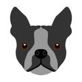 Boston Terrier Vector multicolored Royalty Free Stock Photo