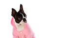 Boston terrier wearing a pink coat