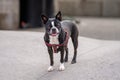 Boston Terrior with brown eyes, tongue out, staring at the camera Royalty Free Stock Photo