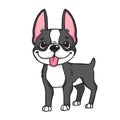 Cartoon of a Boston Terrier Royalty Free Stock Photo