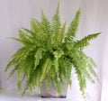 Bostoniensis variegated tiger fern have special character different fern with strikingly patterned green on white background Royalty Free Stock Photo