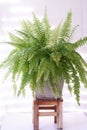 Bostoniensis variegated tiger fern have special character different fern with strikingly patterned green on white background Royalty Free Stock Photo