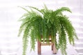 Bostoniensis variegated tiger fern have special character different fern with strikingly patterned green on white background Royalty Free Stock Photo