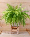 Bostoniensis variegated tiger fern have special character different fern with strikingly patterned green on wooden background Royalty Free Stock Photo