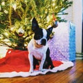 Boston Terrier Christmas Royalty Free Stock Photo